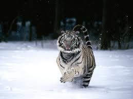 tiger55.jpg